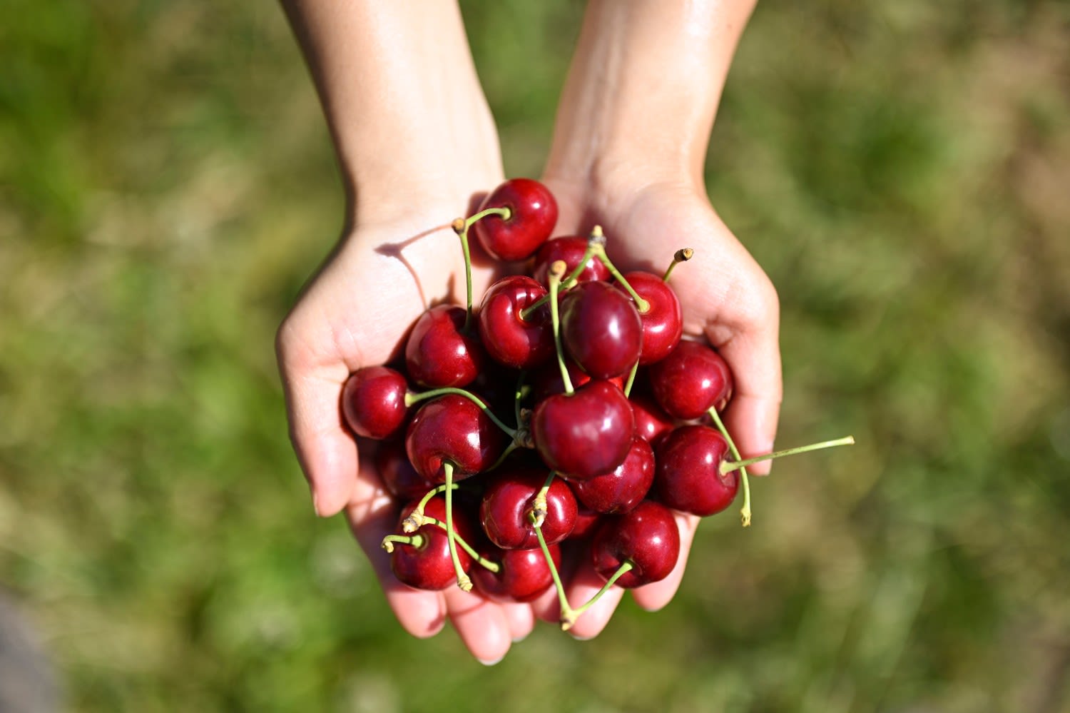 Cherries expert tips on picking, storing, cooking and eating them